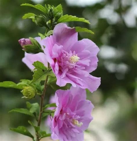 木槿种植|木槿花的种植方法是什么？